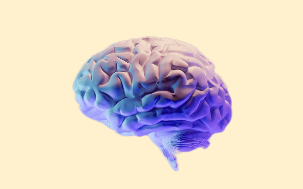 colorful 3D illustration of a human brain in blue and purple tones, representing growth mindset development in kids